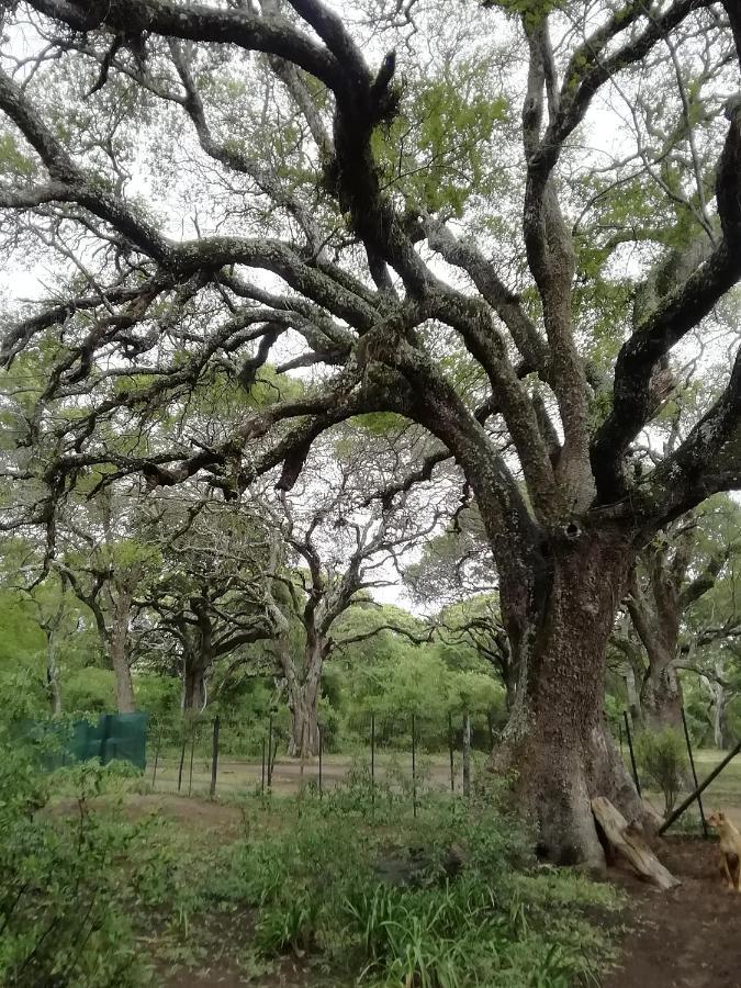 Lebombo Wattle Cottages ฮลูฮลูเว ภายนอก รูปภาพ