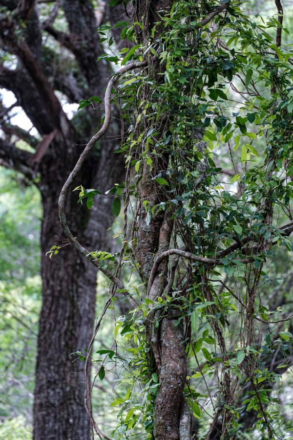 Lebombo Wattle Cottages ฮลูฮลูเว ภายนอก รูปภาพ